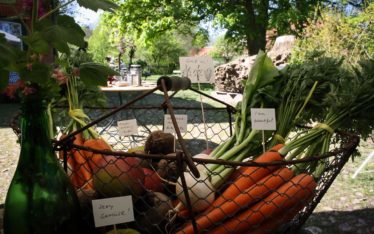 Wild and Root food studio Berlin